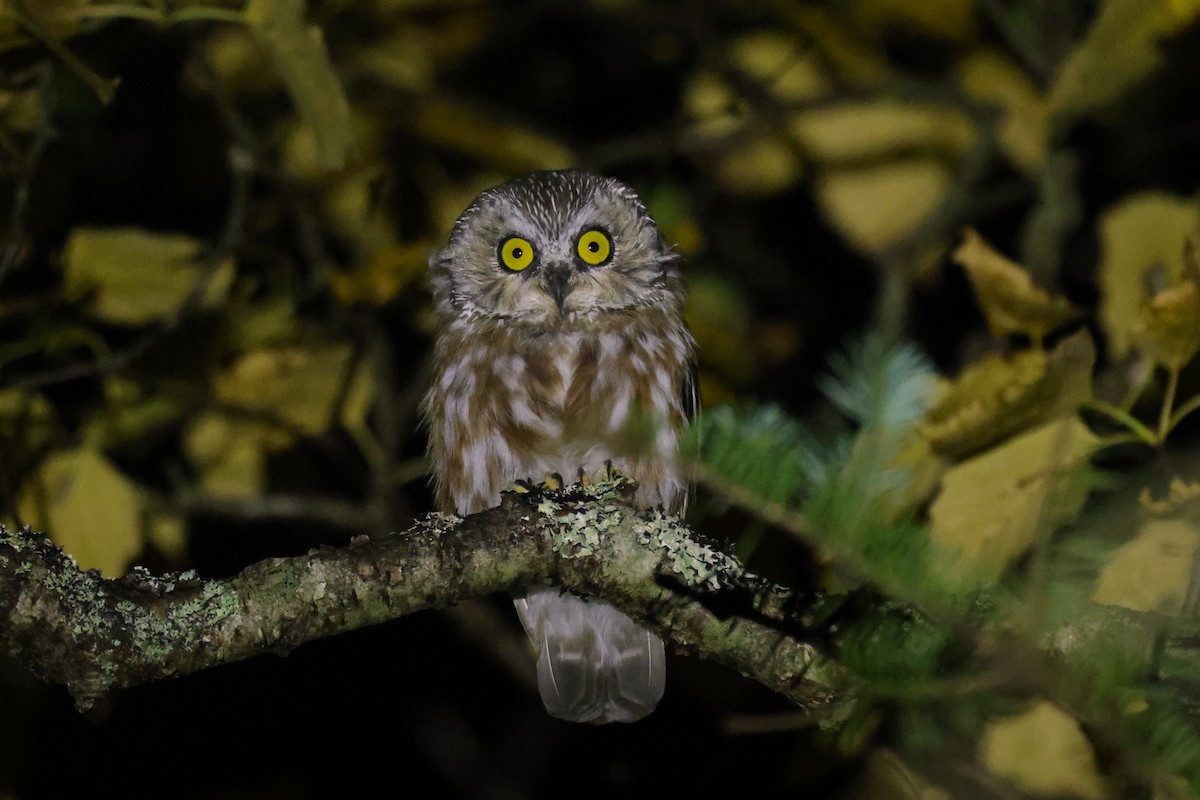 Northern Saw-whet Owl - ML641618975