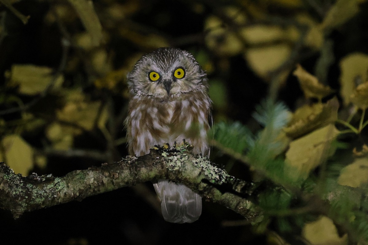 Northern Saw-whet Owl - ML641618976
