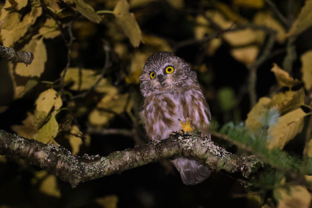 Northern Saw-whet Owl - ML641618977