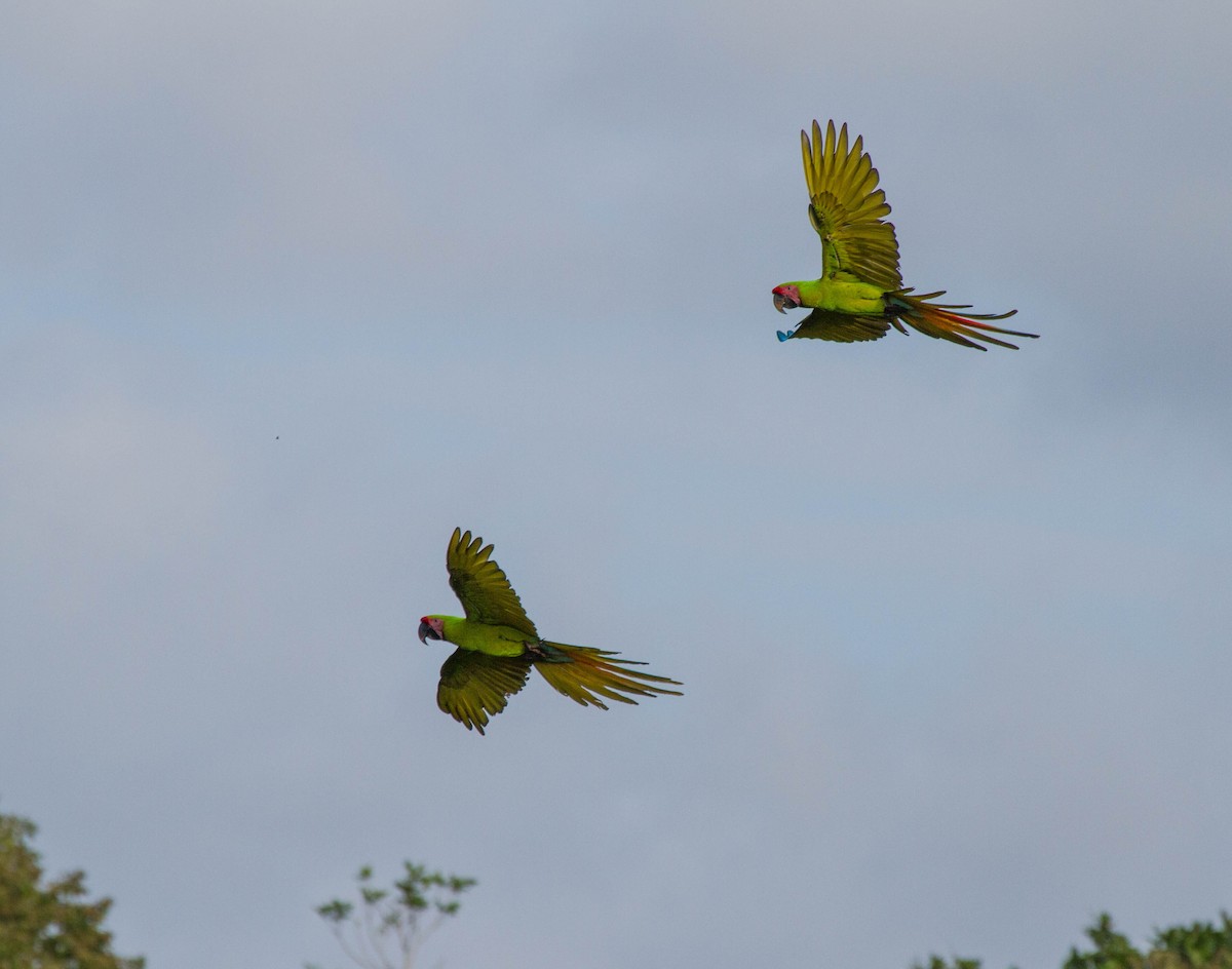 Great Green Macaw - ML641618982