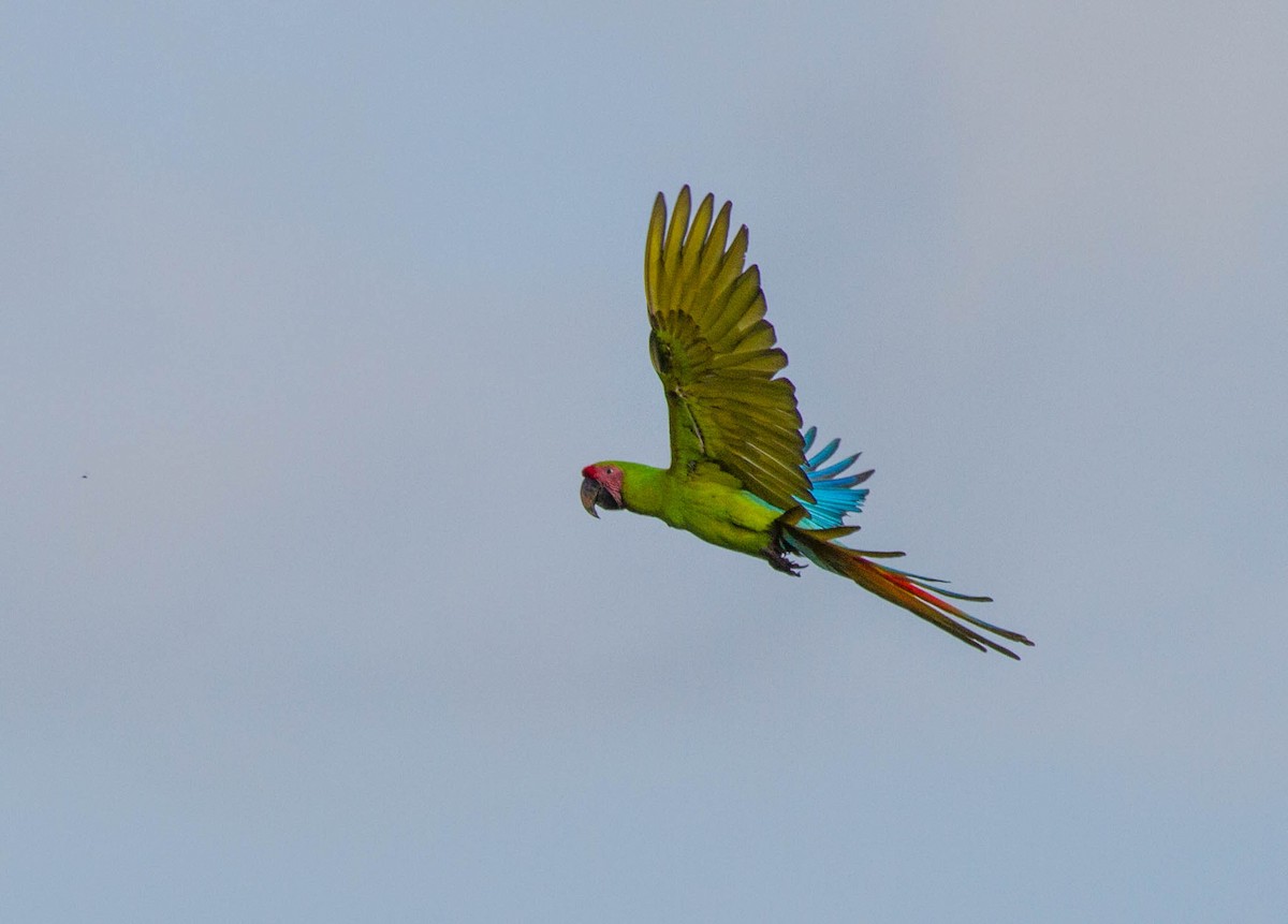Great Green Macaw - ML641618999