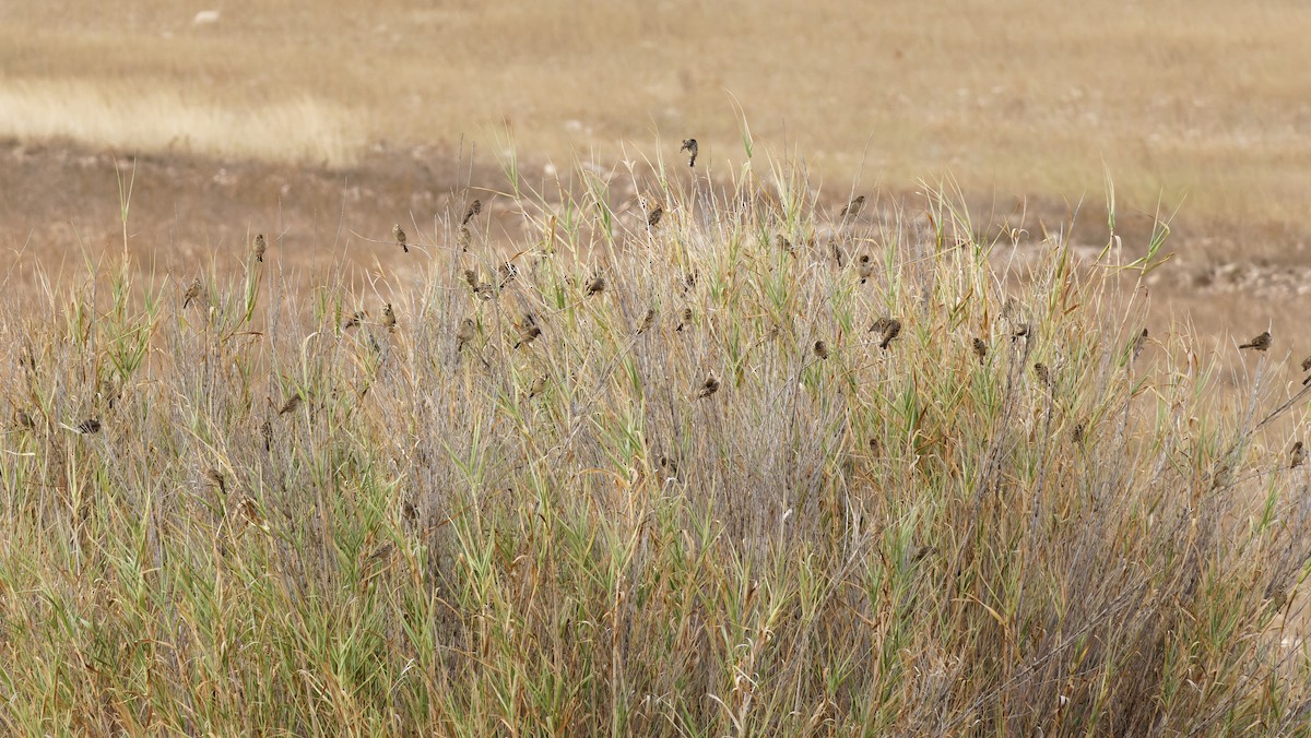 Corn Bunting - ML641619002