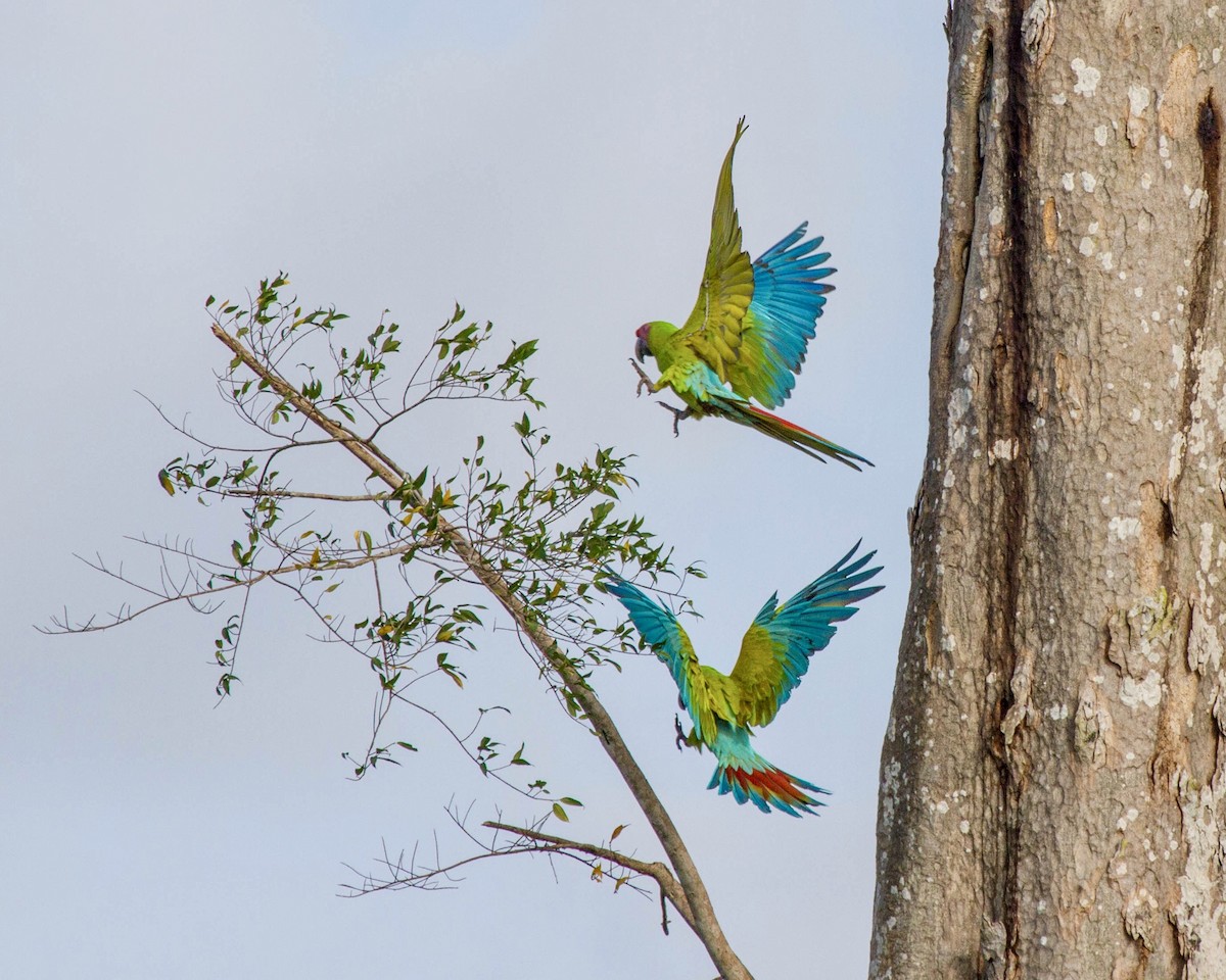 Great Green Macaw - ML641619019