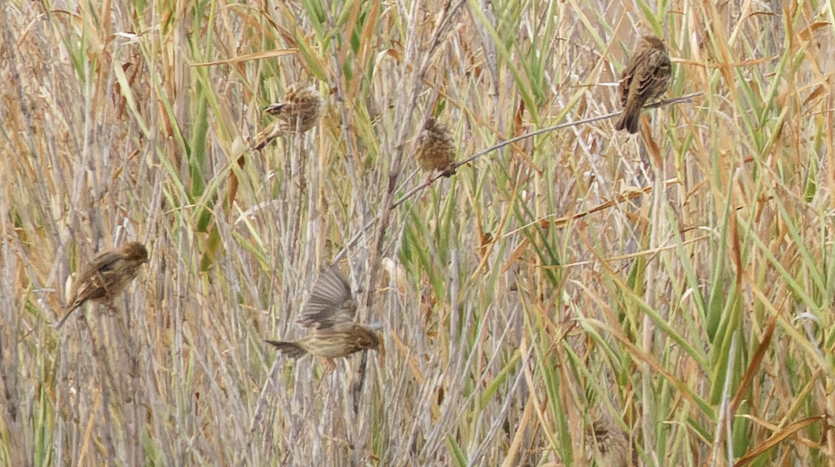Corn Bunting - ML641619092