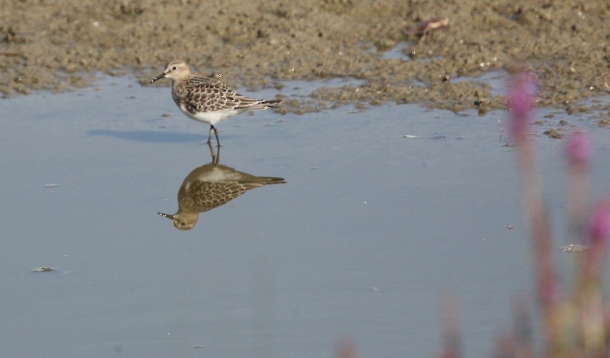 Bairdstrandläufer - ML641619096