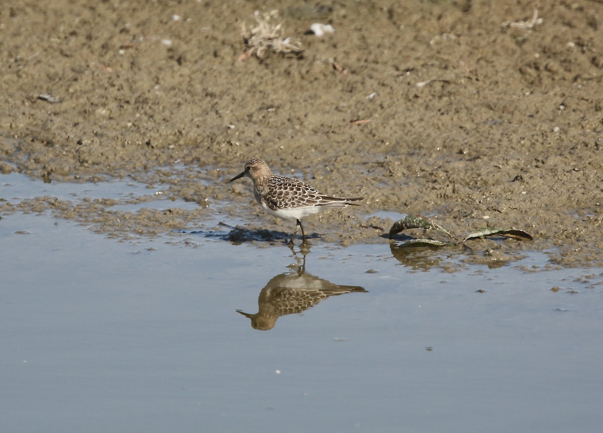 Bairdstrandläufer - ML641619099