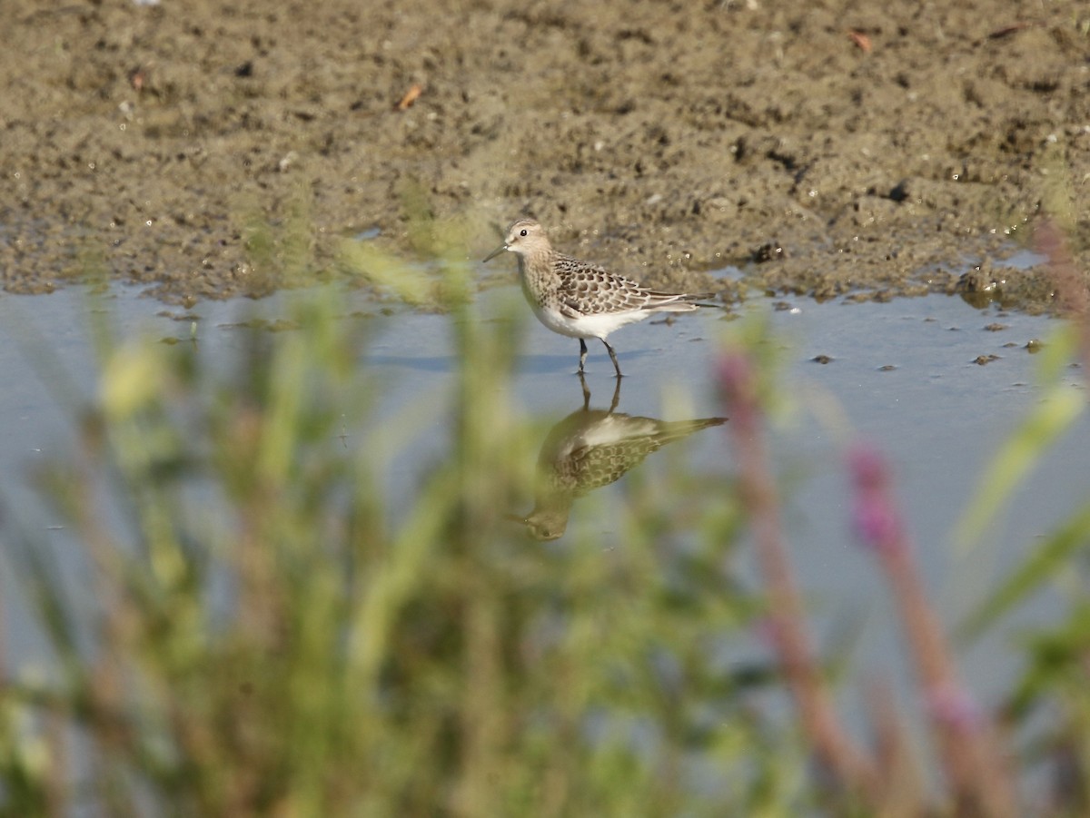 Bairdstrandläufer - ML641619101
