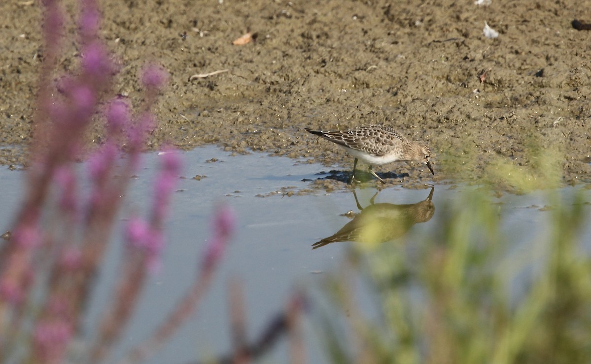 Bairdstrandläufer - ML641619102