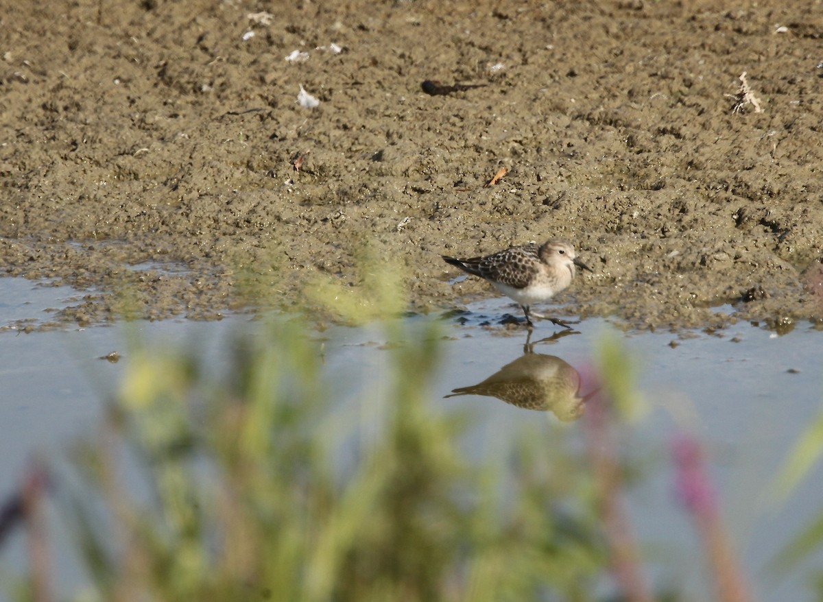 Bairdstrandläufer - ML641619103