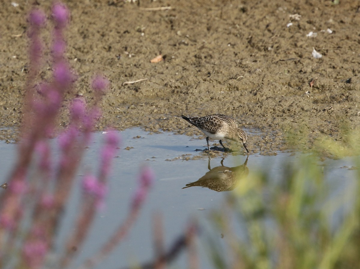 Bairdstrandläufer - ML641619104
