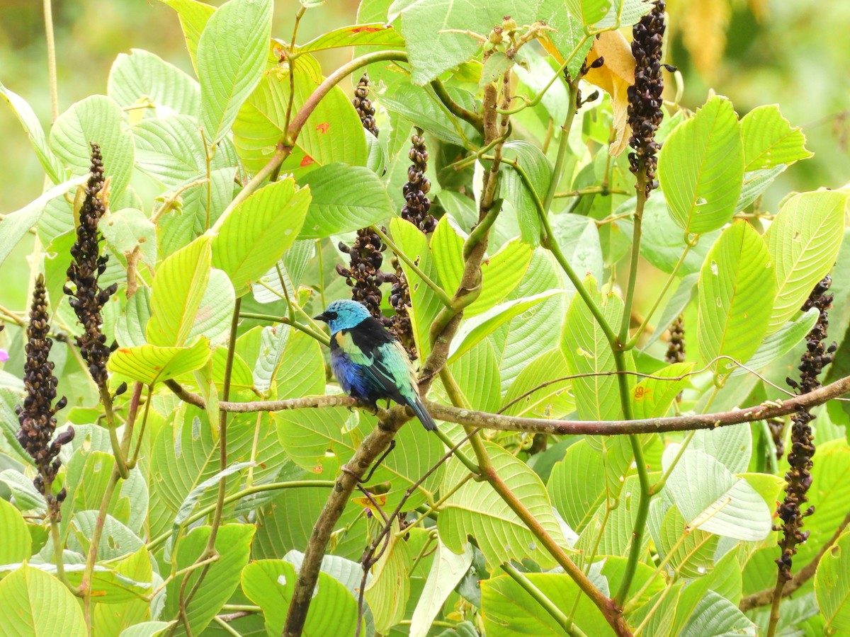 Blue-necked Tanager - ML641619182