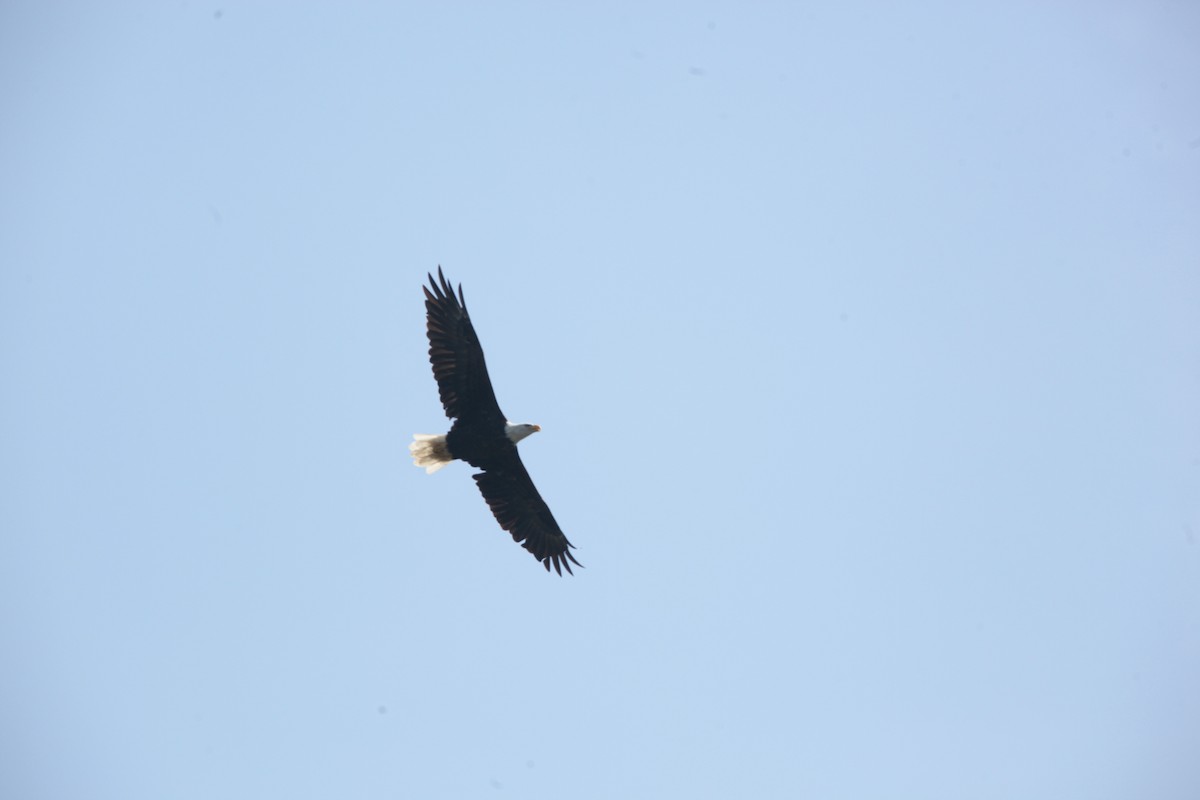 Weißkopf-Seeadler - ML641619188