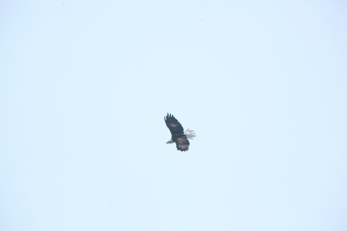 Weißkopf-Seeadler - ML641619189
