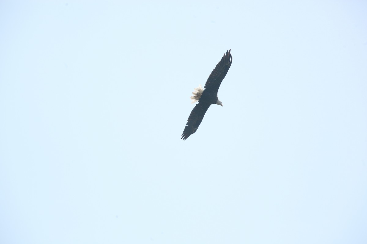 Weißkopf-Seeadler - ML641619190