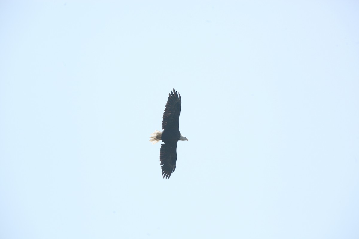 Weißkopf-Seeadler - ML641619191