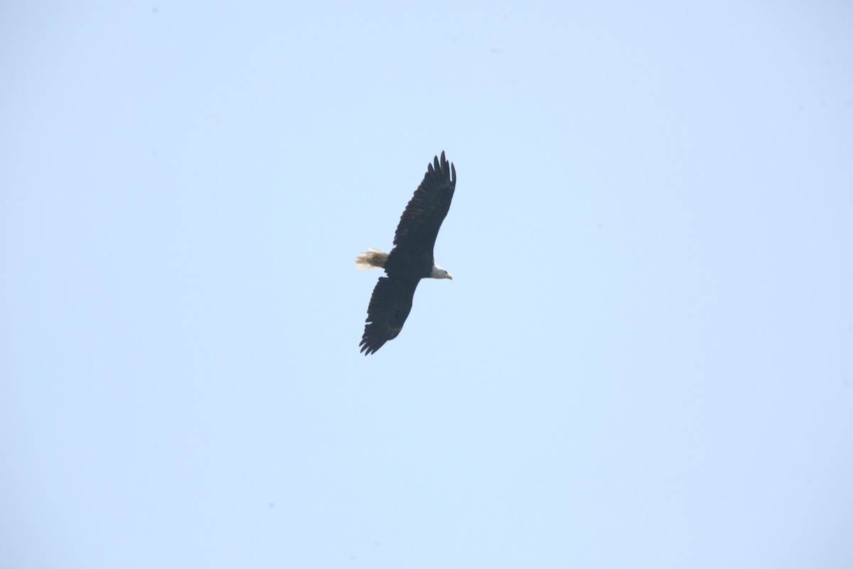 Weißkopf-Seeadler - ML641619192