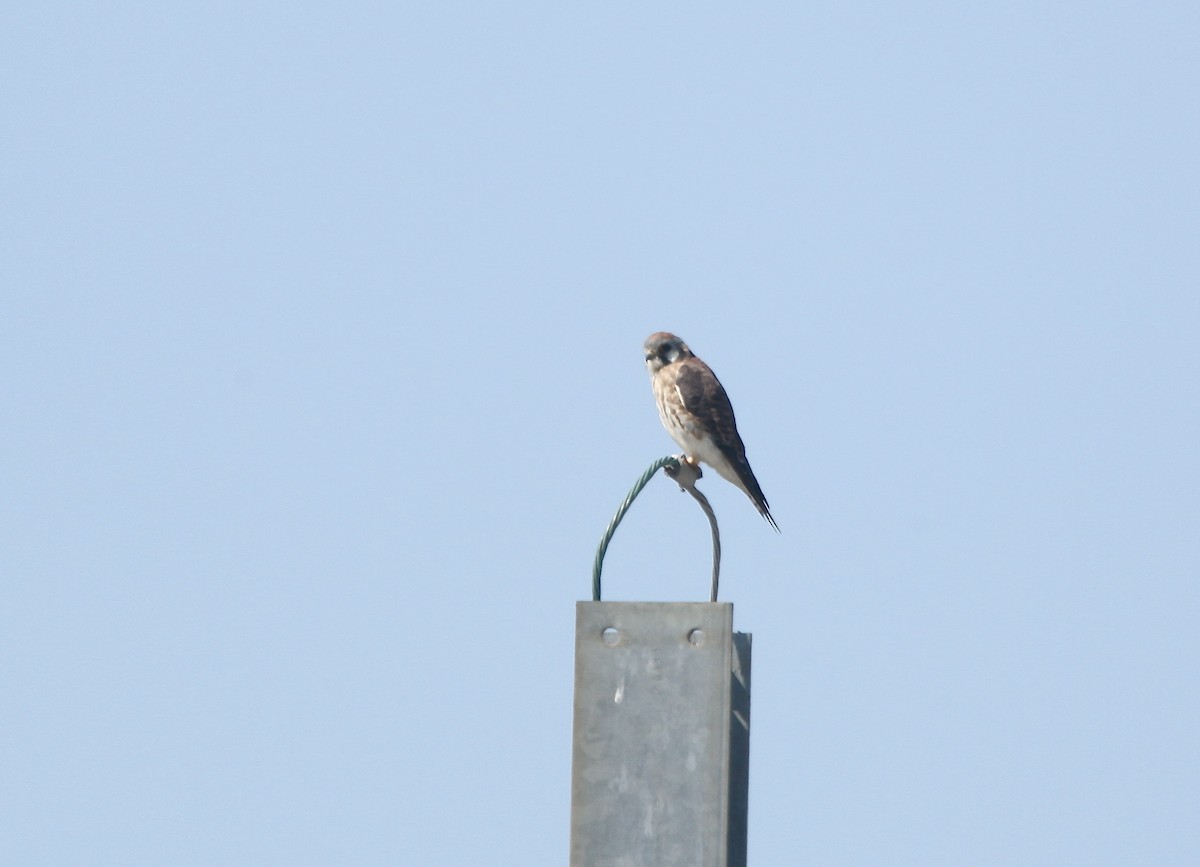 Buntfalke - ML641619208