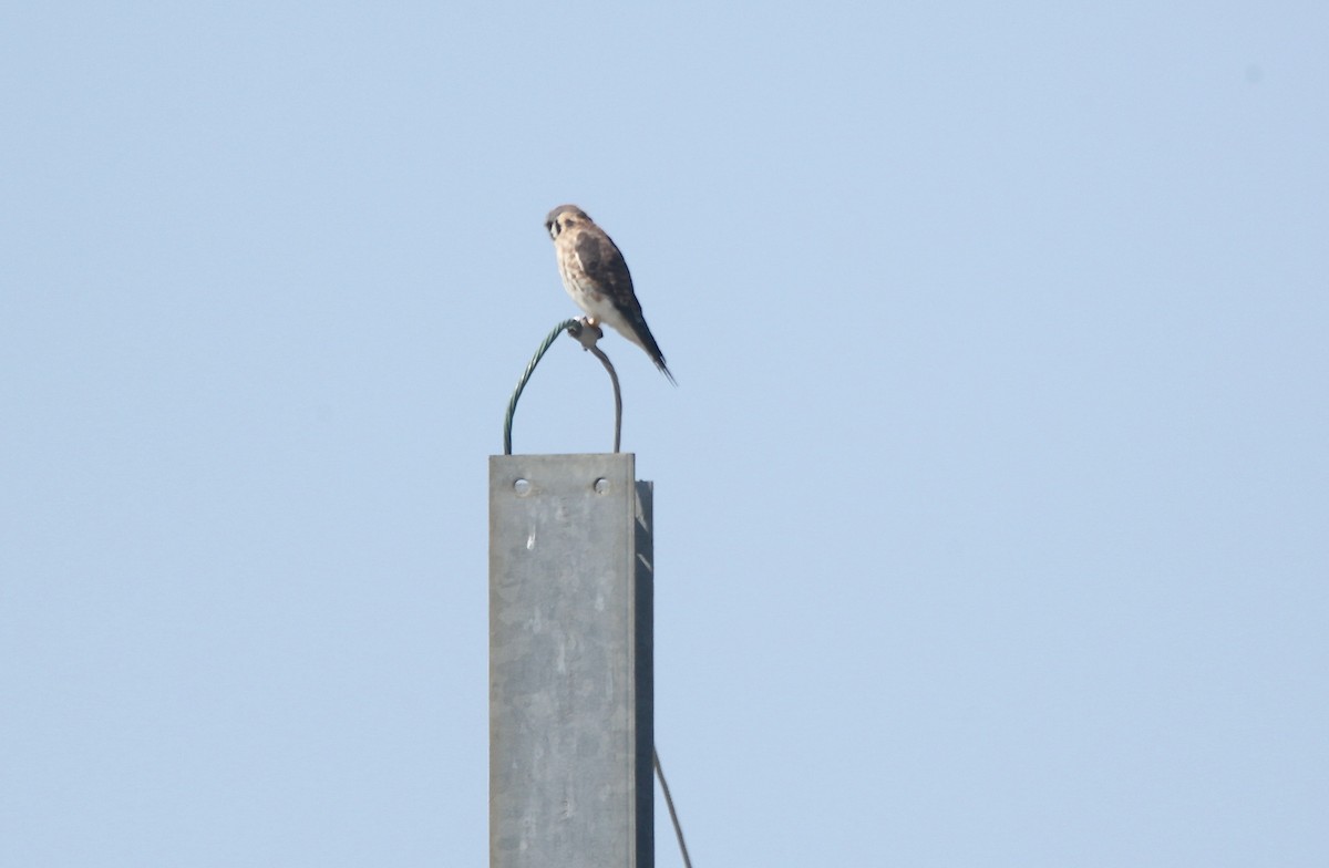 Buntfalke - ML641619209