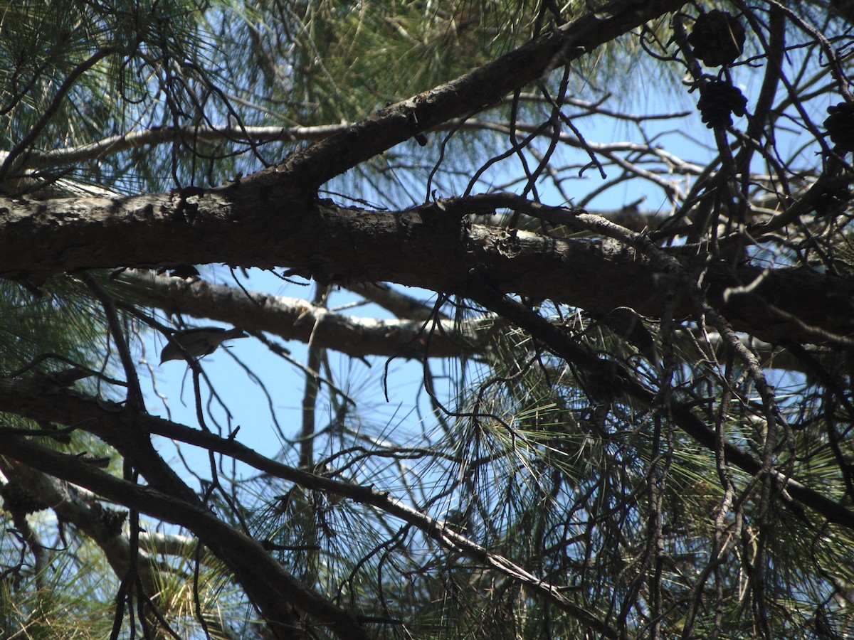 Eastern Bonelli's Warbler - ML641619270