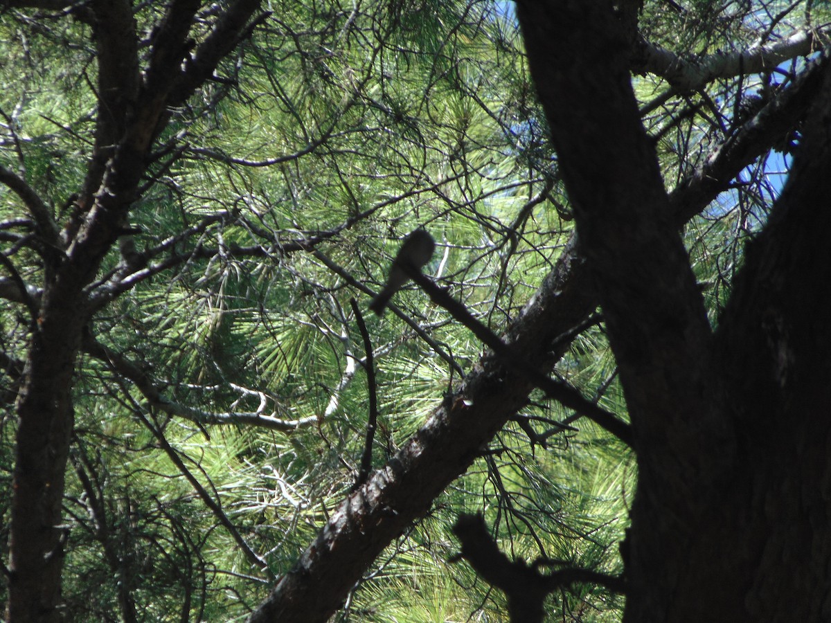 Eastern Bonelli's Warbler - ML641619274