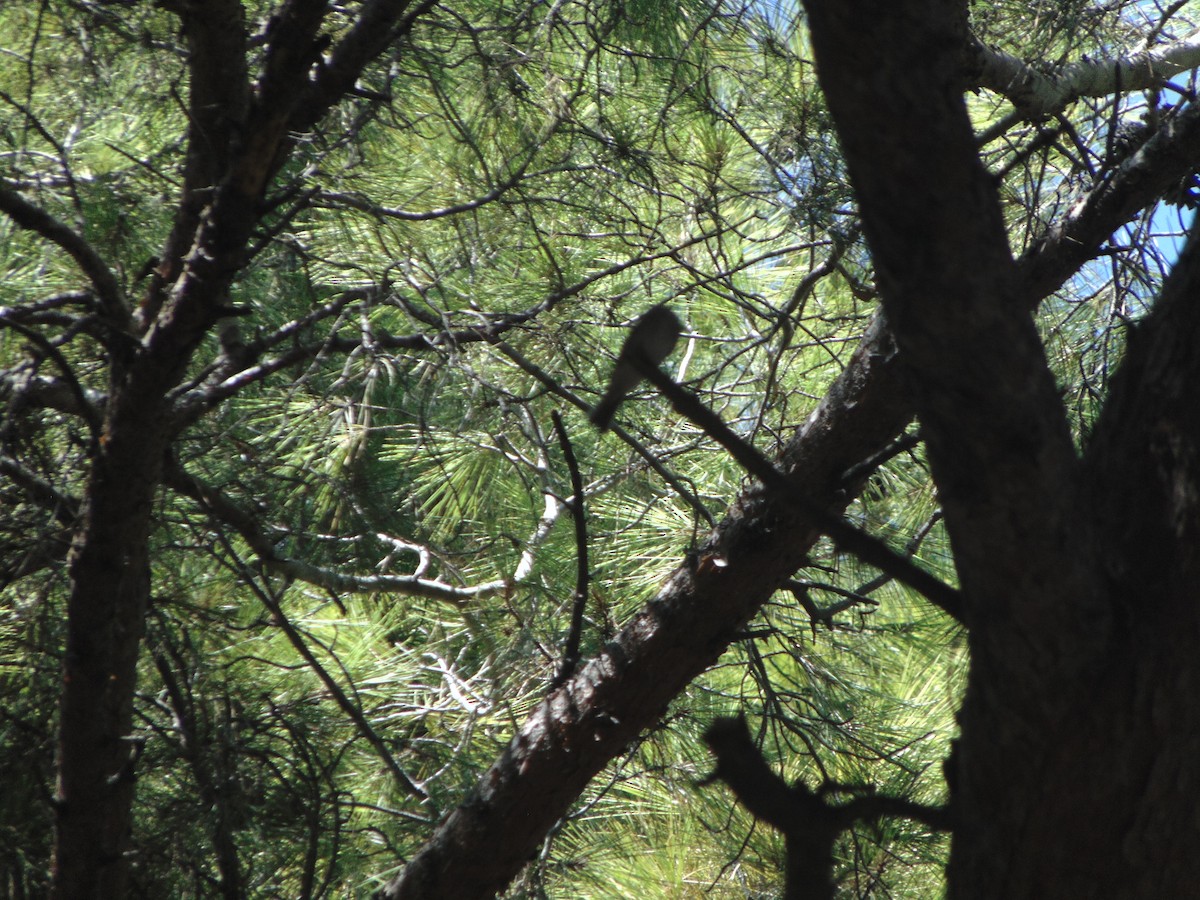 Eastern Bonelli's Warbler - ML641619276