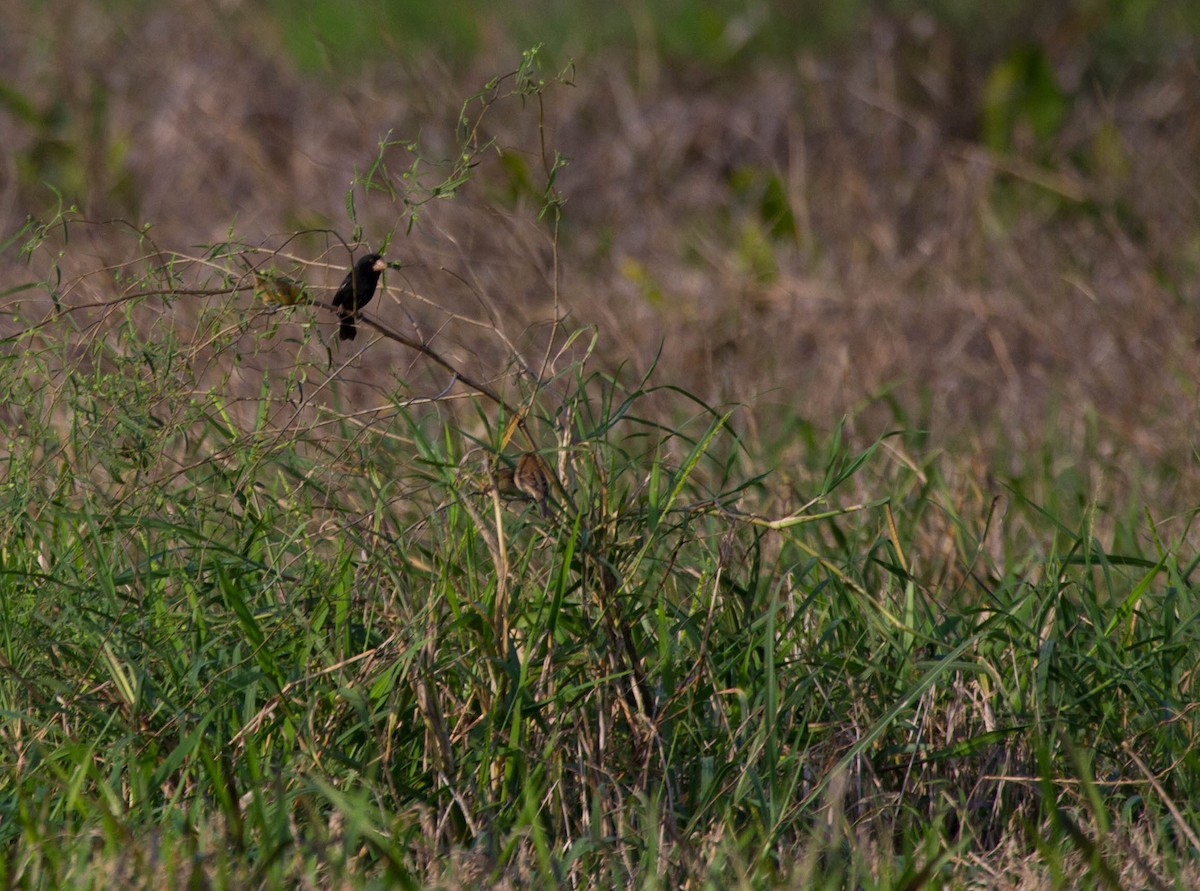 Nicaraguan Seed-Finch - ML641619311