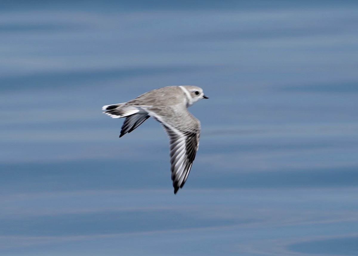 Piping Plover - ML641619341