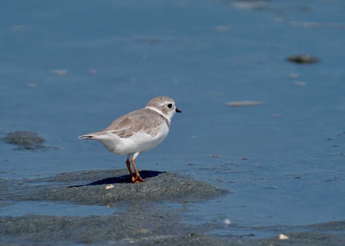 Piping Plover - ML641619345