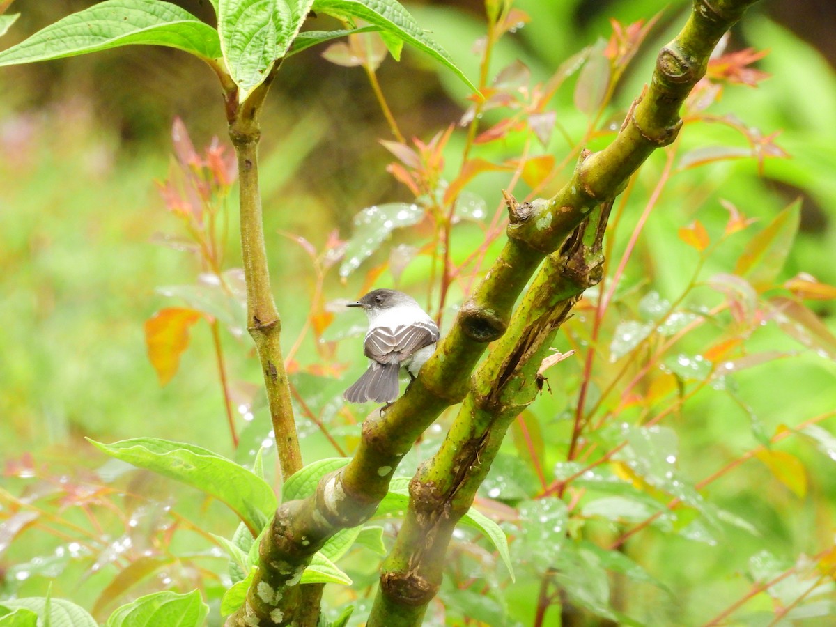 Torrent Tyrannulet - ML641619386