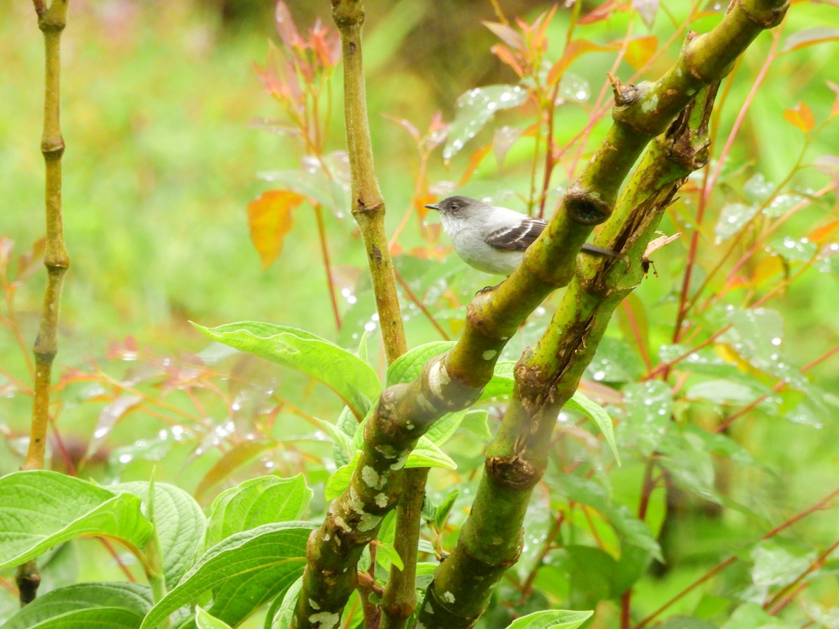 Torrent Tyrannulet - ML641619387