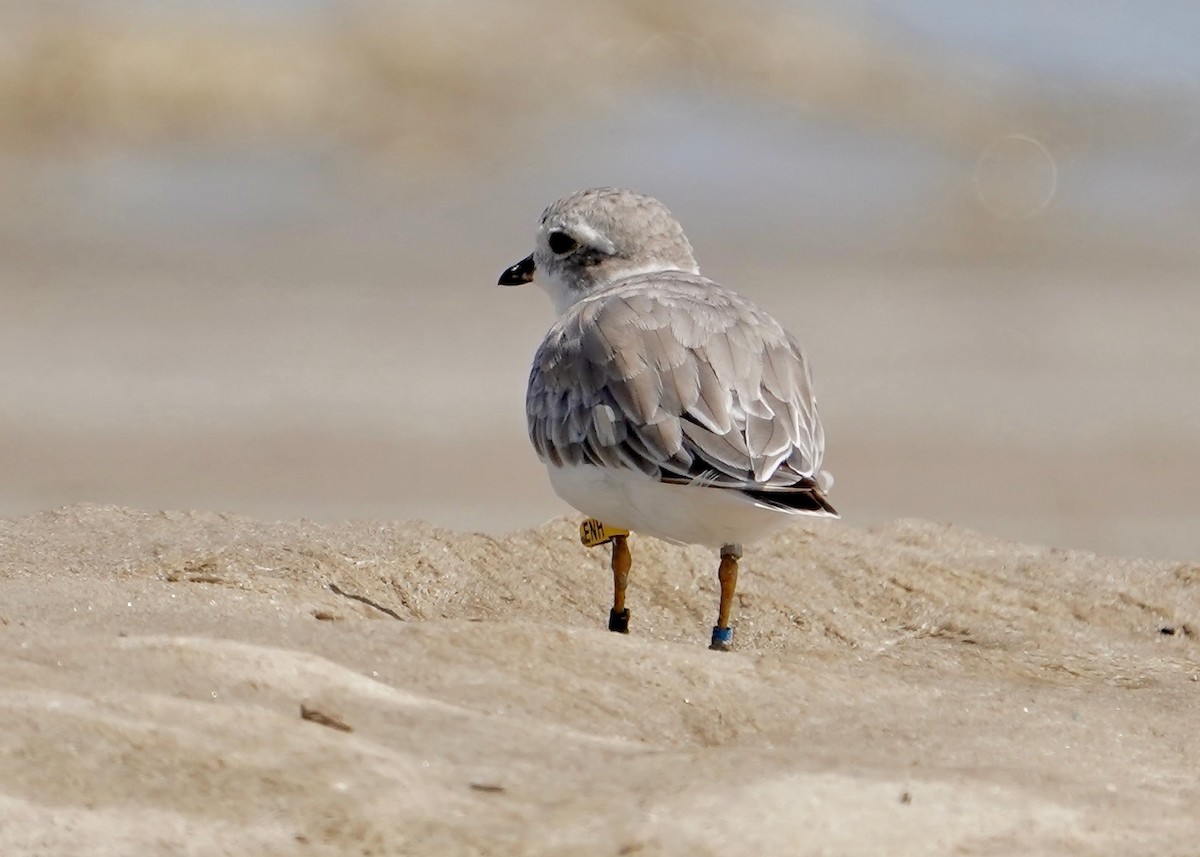 Piping Plover - ML641619440