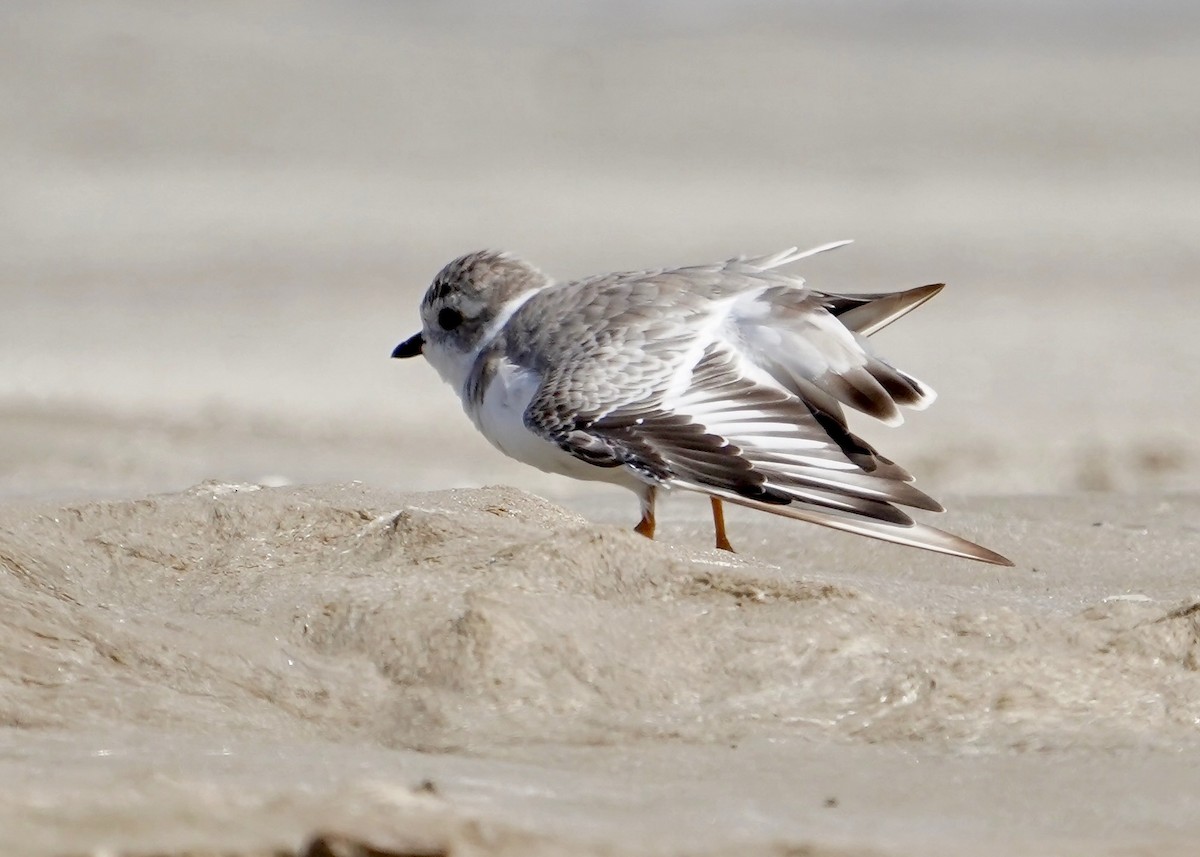 Piping Plover - ML641619441