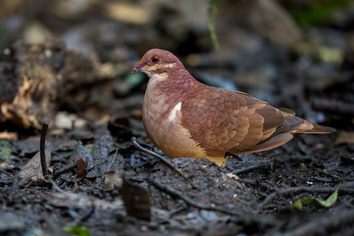 Ruddy Quail-Dove - ML641619450