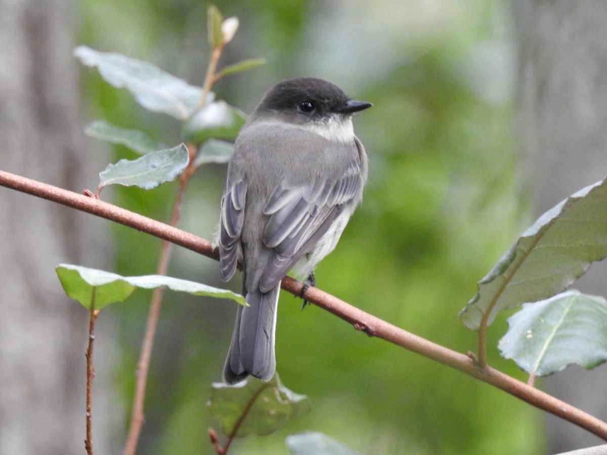 Eastern Phoebe - ML641619480