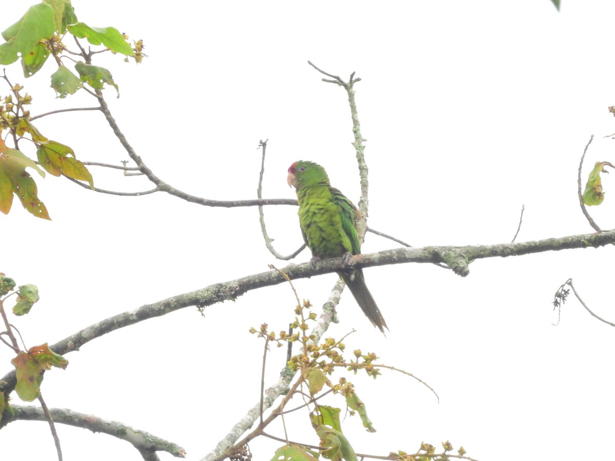 Scarlet-fronted Parakeet - ML641619490