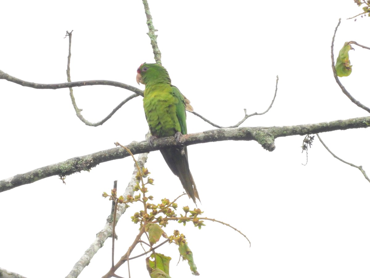 Scarlet-fronted Parakeet - ML641619494