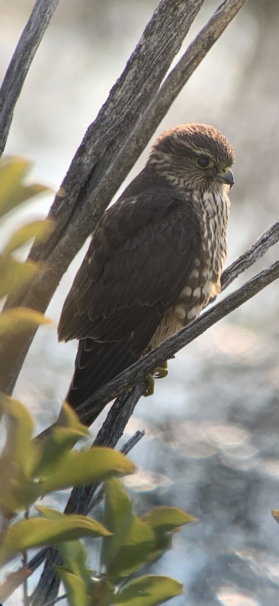 Smeriglio - ML641619495