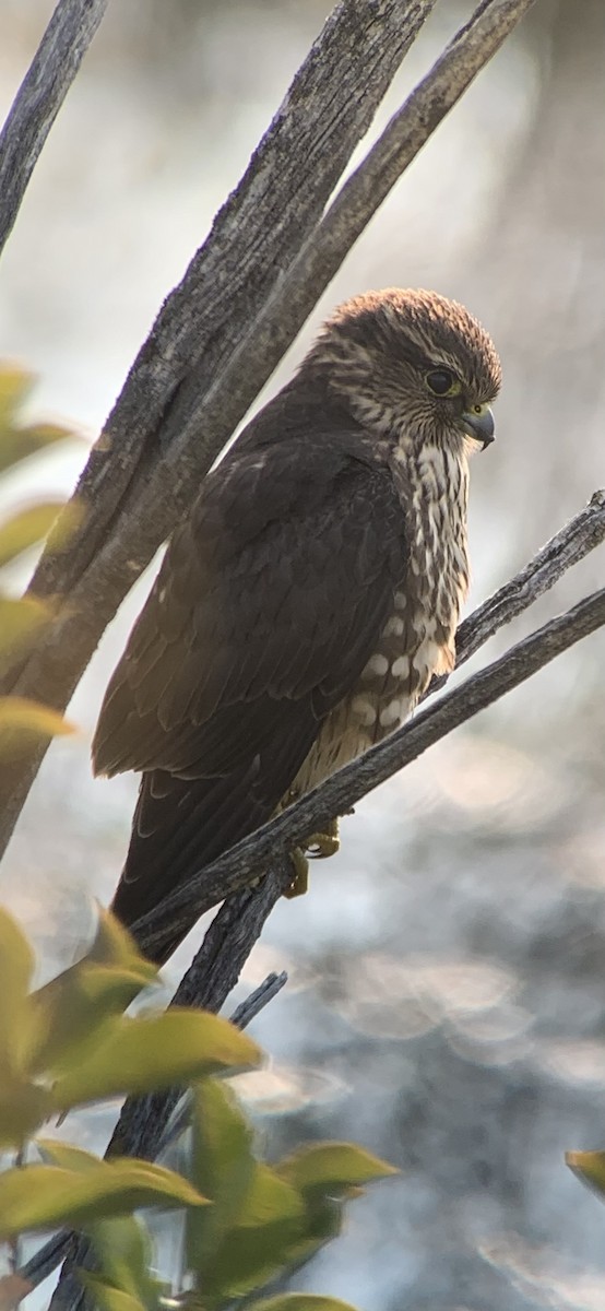 Smeriglio - ML641619496