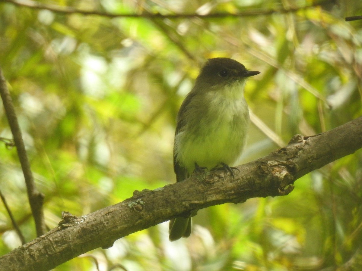 Eastern Phoebe - ML641619504