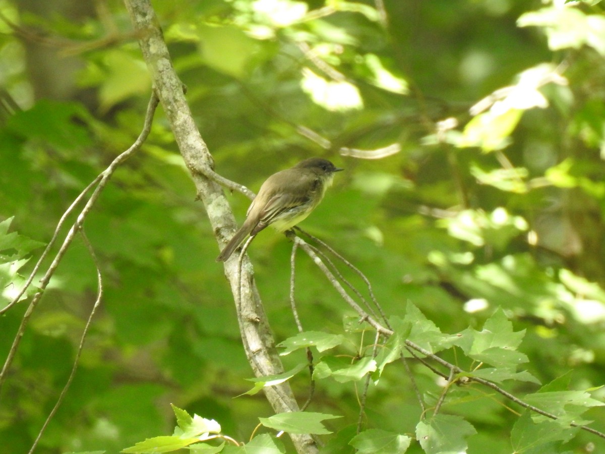 Eastern Phoebe - ML641619505
