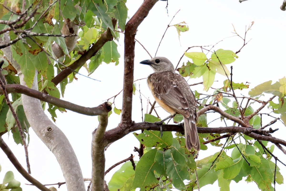 Fawn-breasted Bowerbird - ML641619511