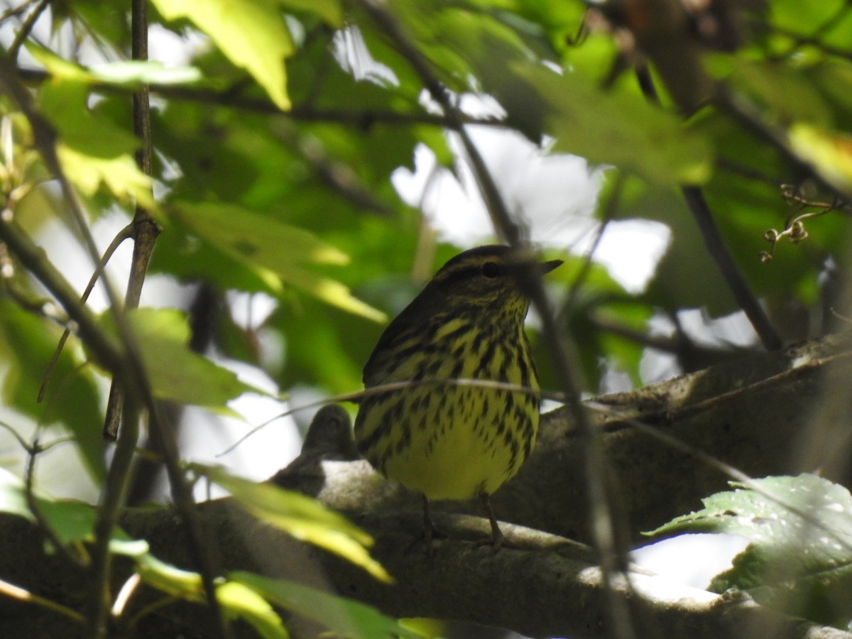 Northern Waterthrush - ML641619532