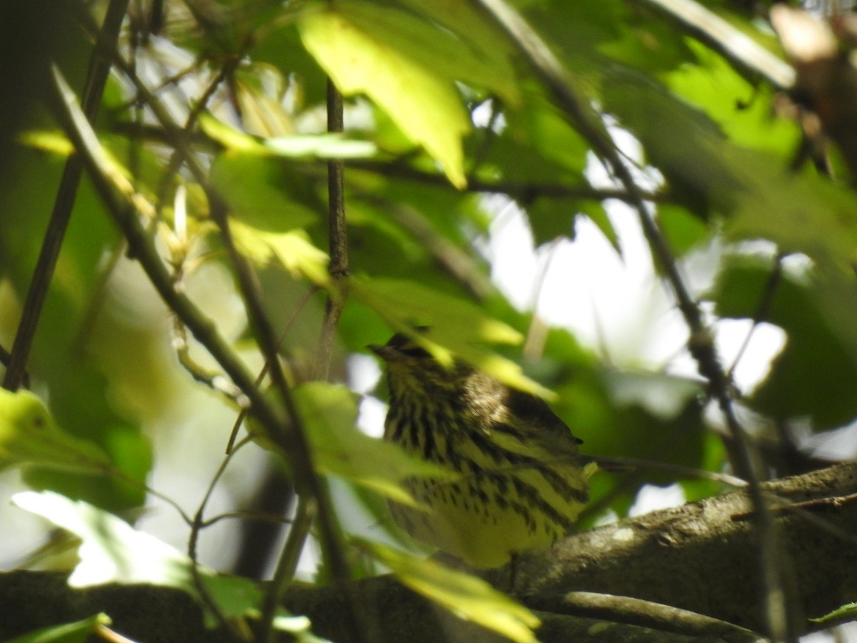 Northern Waterthrush - ML641619533
