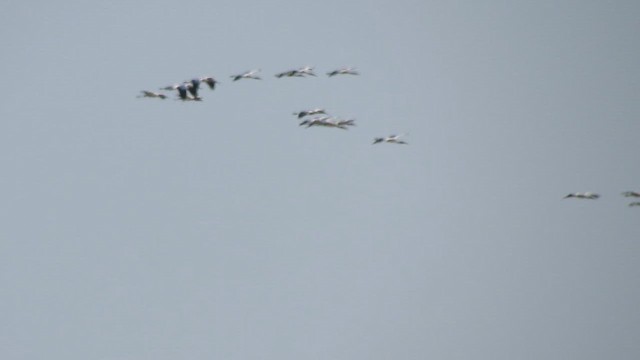 Wood Stork - ML641619543