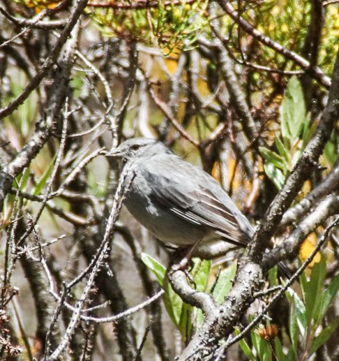Plumbeous Sierra Finch - ML641619552