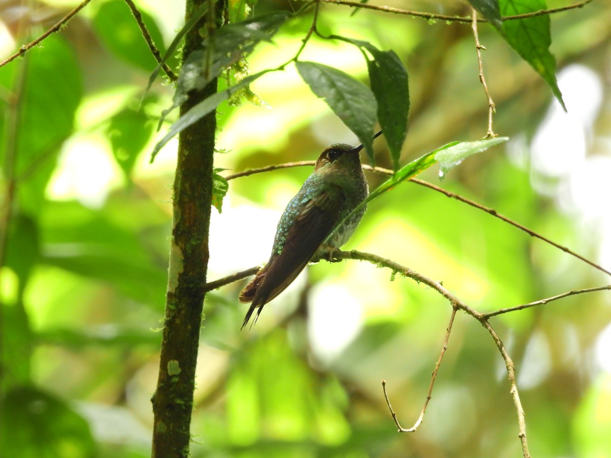Greenish Puffleg - ML641619606