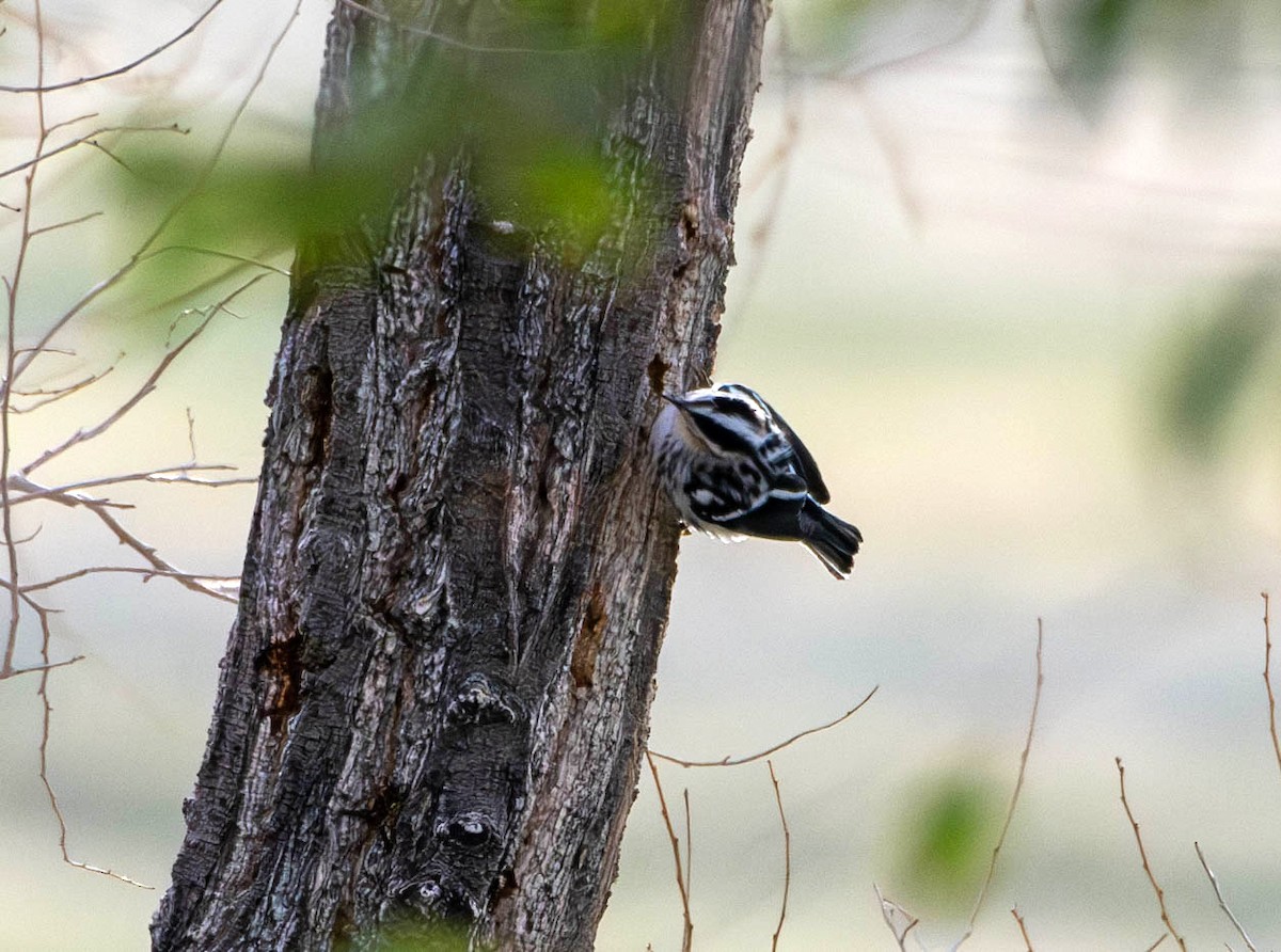 lesňáček černobílý - ML641619612