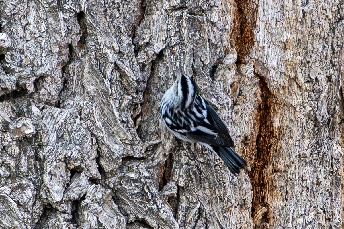 lesňáček černobílý - ML641619613