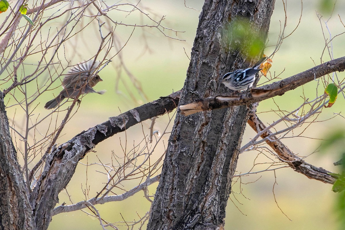 lesňáček černobílý - ML641619614