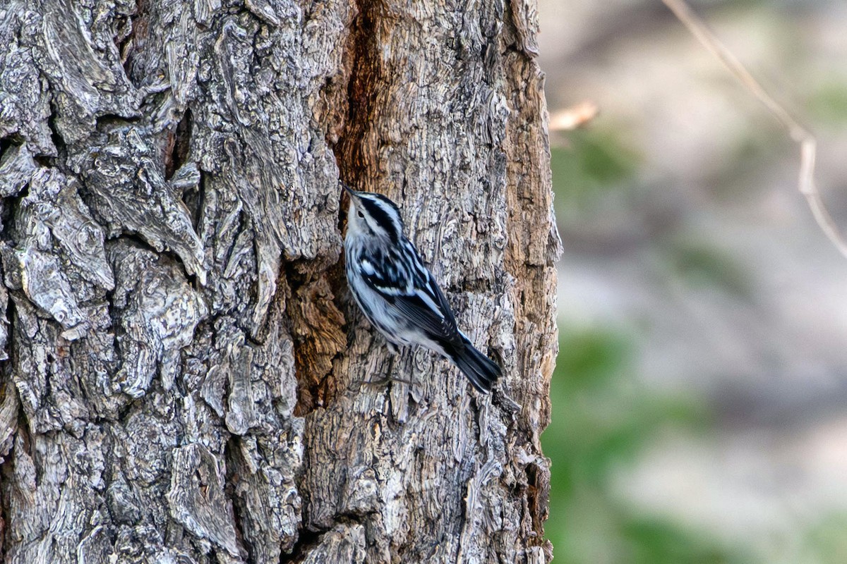 lesňáček černobílý - ML641619615